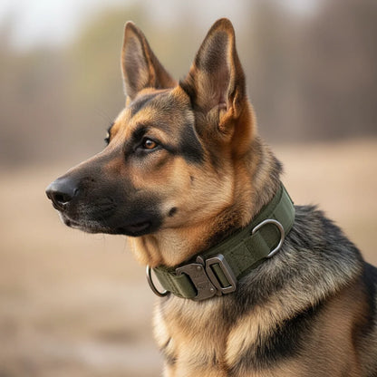 Tactische hondenhalsband — lifestyle foto hond aan riem buiten