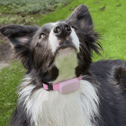 PetTrack GPS-tracker — Bluetooth 5.2 verbinding met iPhone via Zoek mijn app