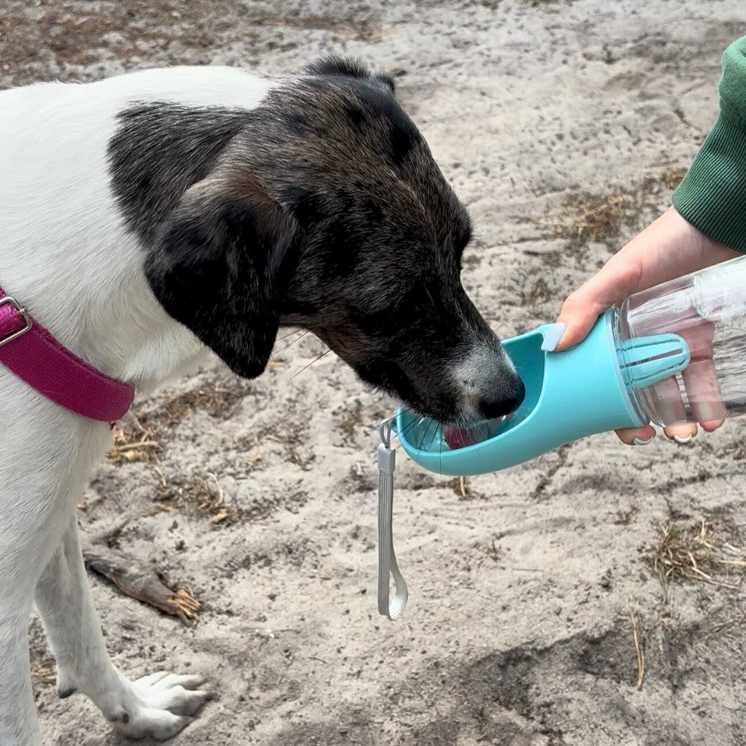 HydraBuddy drinkfles hond mintblauw — zwart-witte hond met roze halsband drinkt uit waterschaal buiten