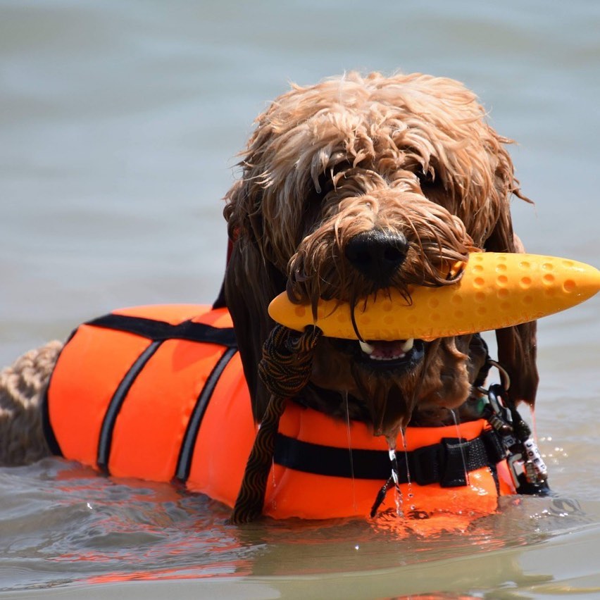 SwimSafe zwemvest hond — oranje reddingsvest met handvat