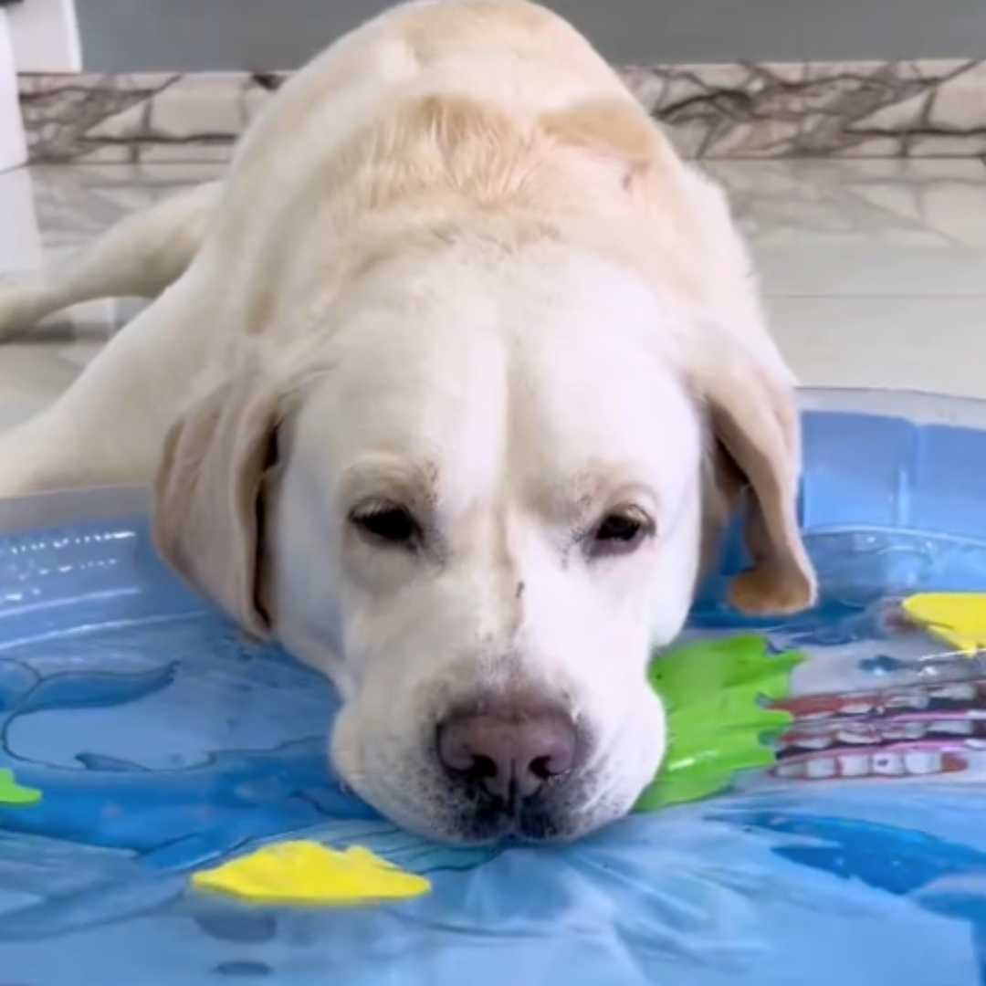 AquaPlay - Spelen, koelen en rusten op één mat.