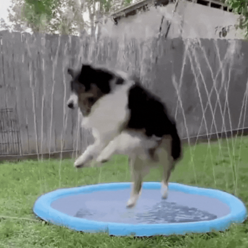 SplashPaw speelfontein- Waterpret en koelte voor jouw hond.