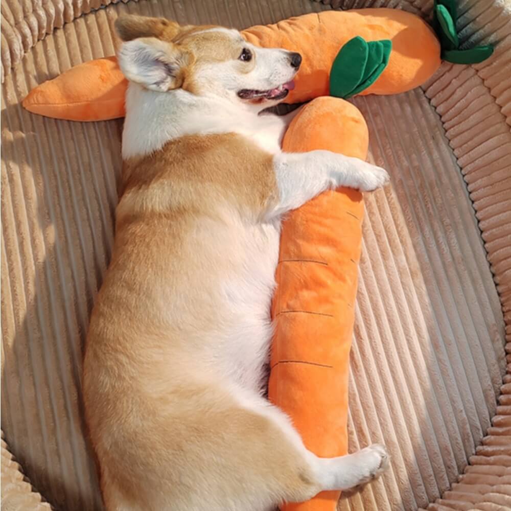 Wortel piepspeelgoed hond — corgi knuffelt en slaapt met de wortel in de hondenmand