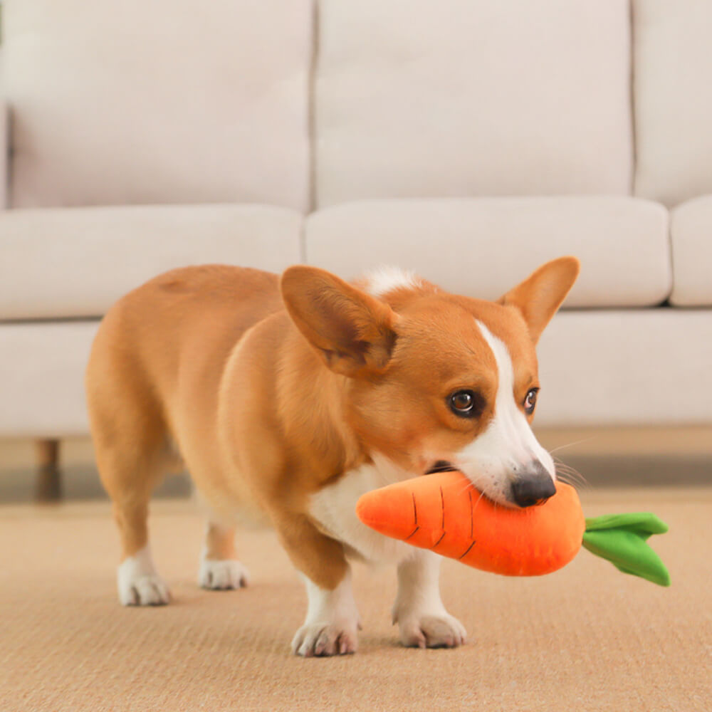 Wortel piepspeelgoed hond — corgi draagt de piepende wortel in zijn bek door de kamer