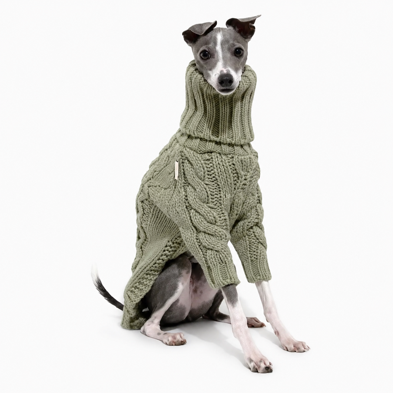 Windhond coltrui hond — warm bij dunne vacht en kou