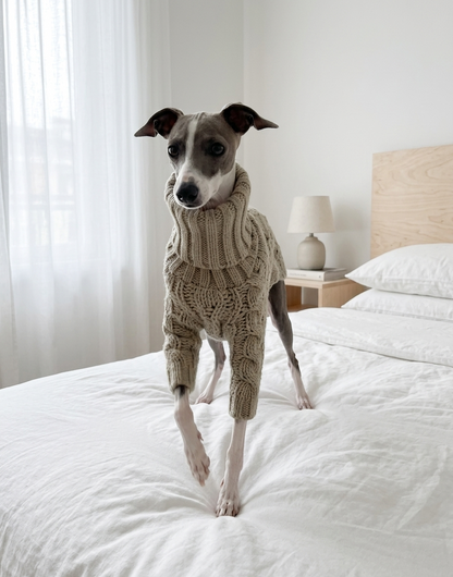 Windhond coltrui hond — warm bij dunne vacht en kou