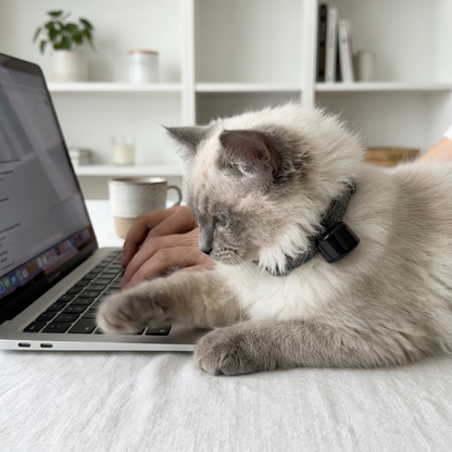 Bluetooth tracker hond en kat — terugvinden zonder abonnement