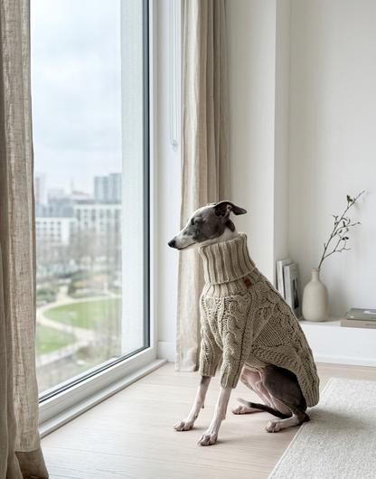 Windhond coltrui hond — warm bij dunne vacht en kou