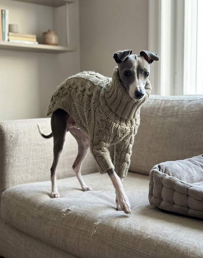 Windhond coltrui hond — warm bij dunne vacht en kou