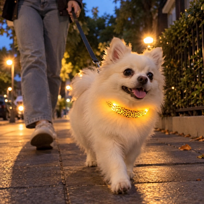LED halsband met luipaardprint, oplichtend, om de hals van een witte hond tijdens een avondwandeling op straat