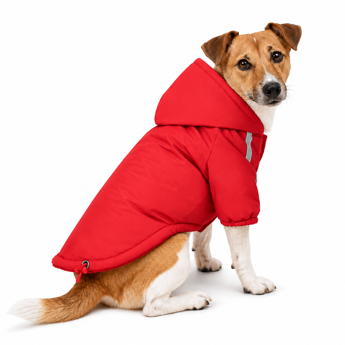 Hondenjas met capuchon in rood met reflecterende streep — Jack Russell zittend op witte achtergrond