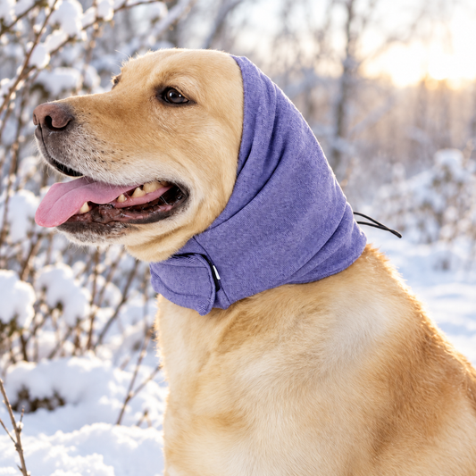 Warme oorbeschermers hond in paars — labrador buiten in de sneeuw bij zonsondergang, tong uitgestoken