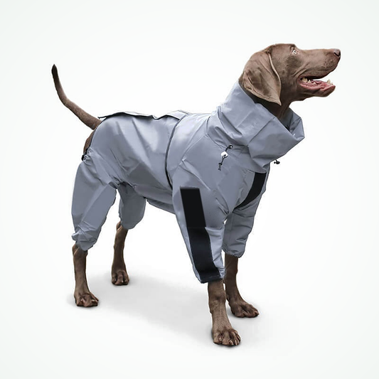 Regenjas hond reflecterend — grijze regenoverall met capuchon en reflectiestrepen, gedragen door een hond