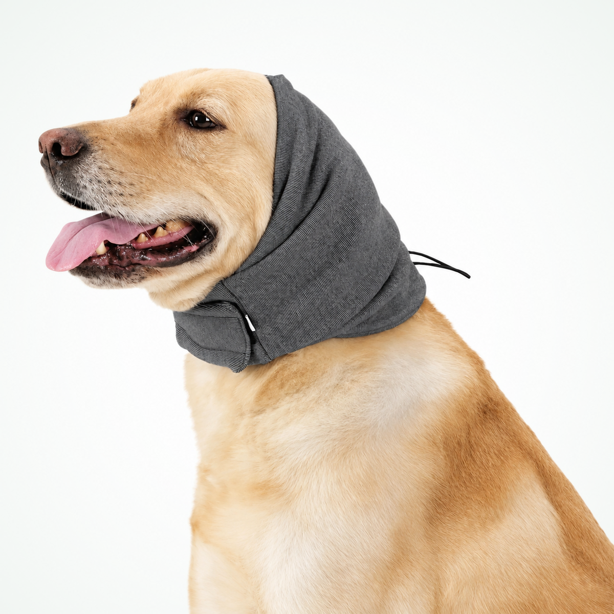 Warme oorbeschermers hond grijs op witte achtergrond — labrador zijaanzicht, elastisch verstelkoord zichtbaar