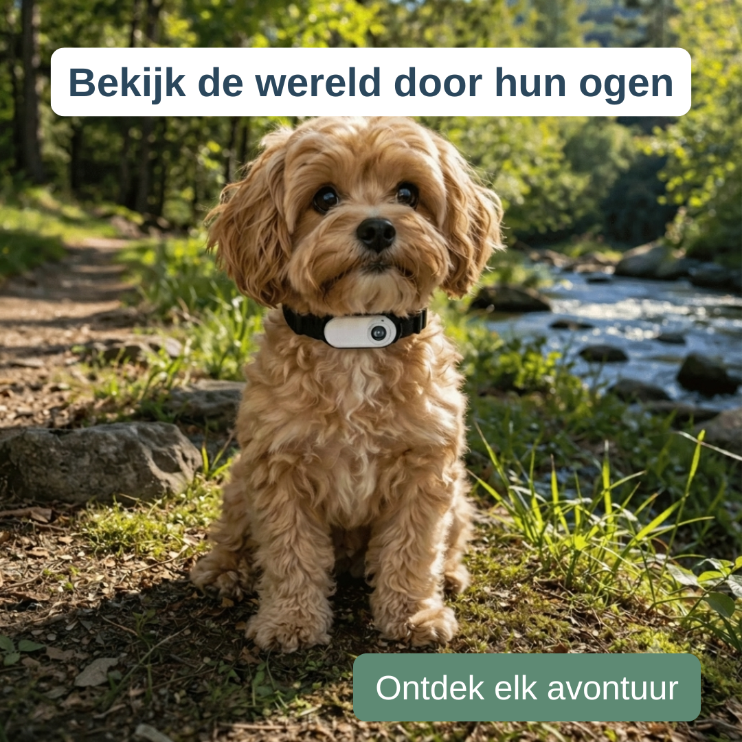 Halsbandcamera voor kat en hond — zie waar je maatje naartoe gaat