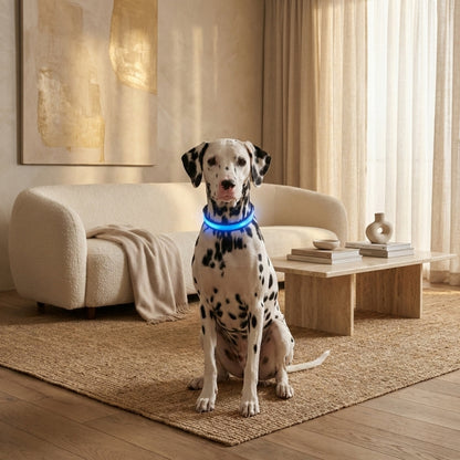LumiGuard LED halsband hond blauw om de nek van een dalmatiër in een warme woonkamer — zittend op een tapijt