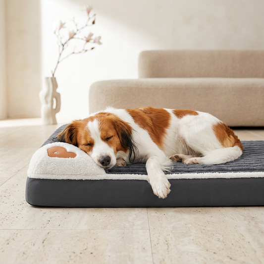 Orthopedisch hondenbed in donkergrijs — slapend Kooikerhondje op zachte ondergrond