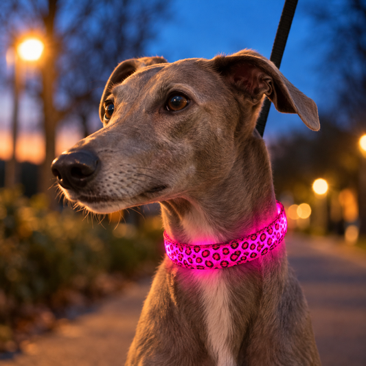 LED halsband hond luipaardprint roze verlicht om de nek van een windhond — avondwandeling in het park