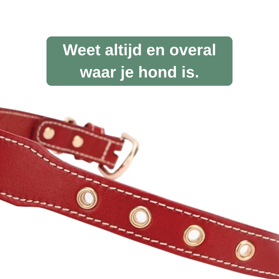 TrackTag leren hondenhalsband bruin — sfeerbeeld hond op wandeling