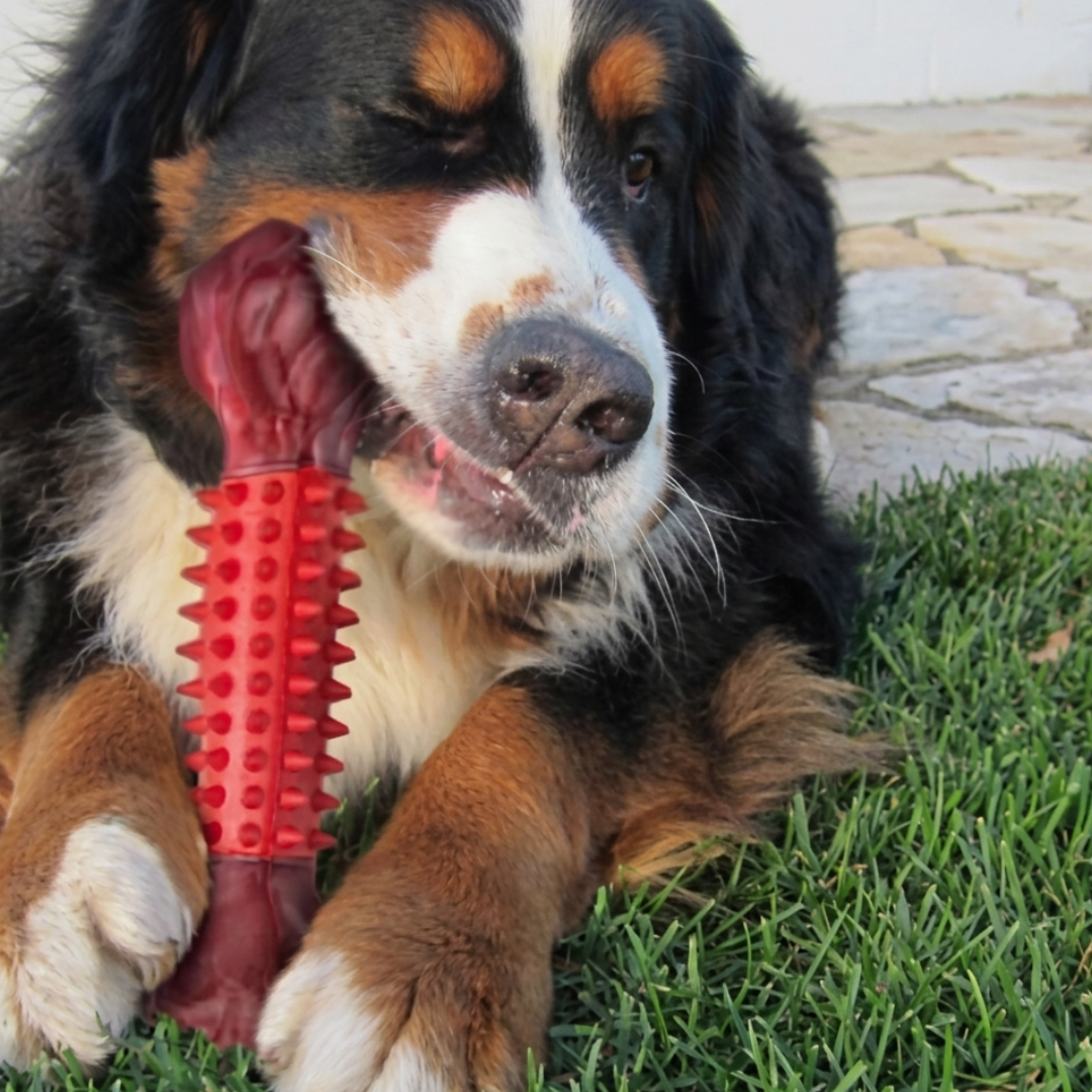 ChewForce kauwbot - Het speeltje voor stevige kauwers.