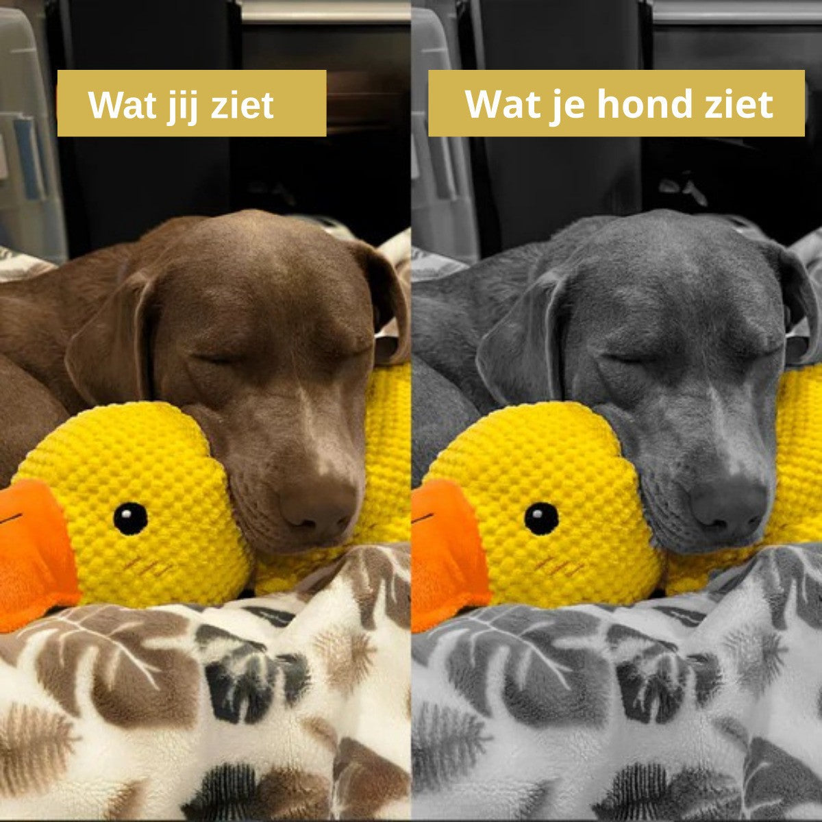 CalmiDuck antistress hondenspeelgoed geel eendenspeeltje — hond slaapt ertegenaan, kleur- vs zwart-witbeeld