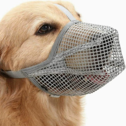 Zachte mesh muilkorf hond in gebruik — hond draagt zwarte muilkorf tijdens wandeling