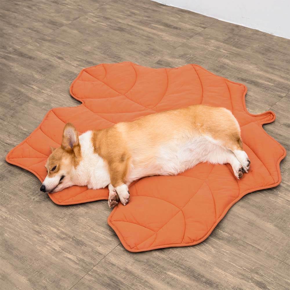 Bladvormige hondendeken oranje — corgi ligt uitgestrekt op de esdoornbladvorm