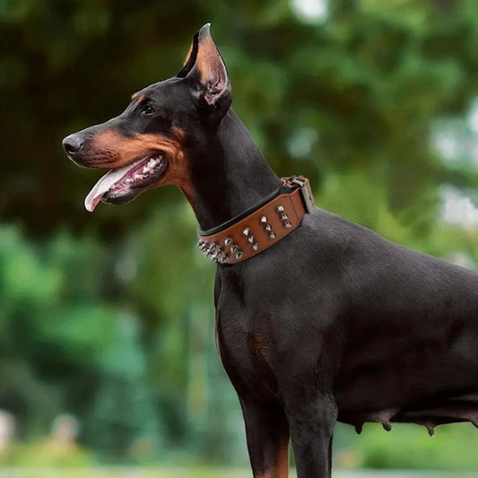 Leren hondenhalsband met klinknagels in cognac met zwarte voering — dobermann buiten met halsband om | Maison Pets