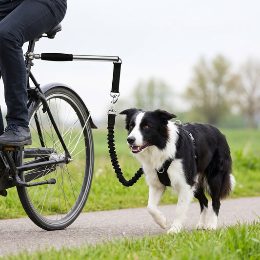 Fietsbeugel hond handsfree — border collie draaft aan de stang naast een fiets op een dijkpad