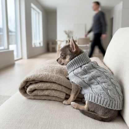 Gebreide hondentrui met col in grijs — kleine hond ligt op de bank naast een opgevouwen deken