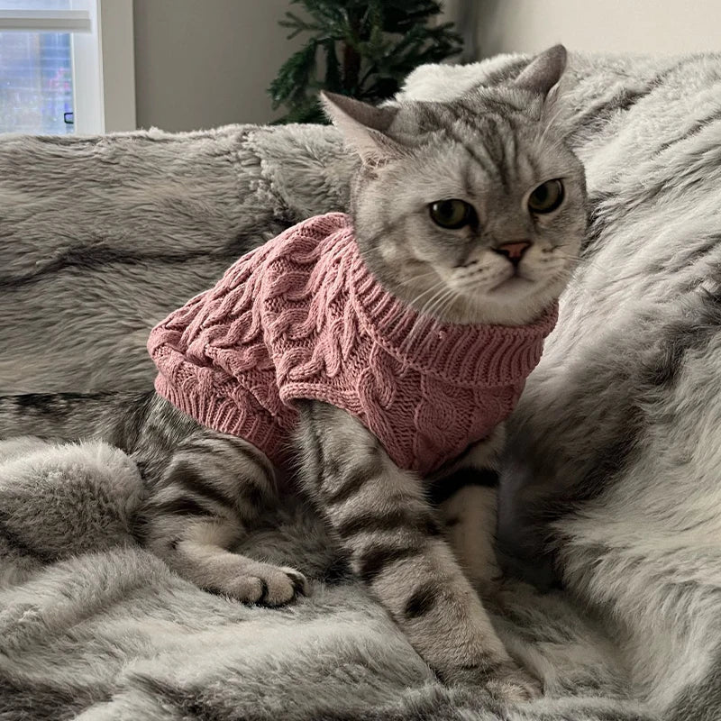 Gebreide hondentrui met col in roze — gestreepte kat zit met de trui aan op een zachte deken
