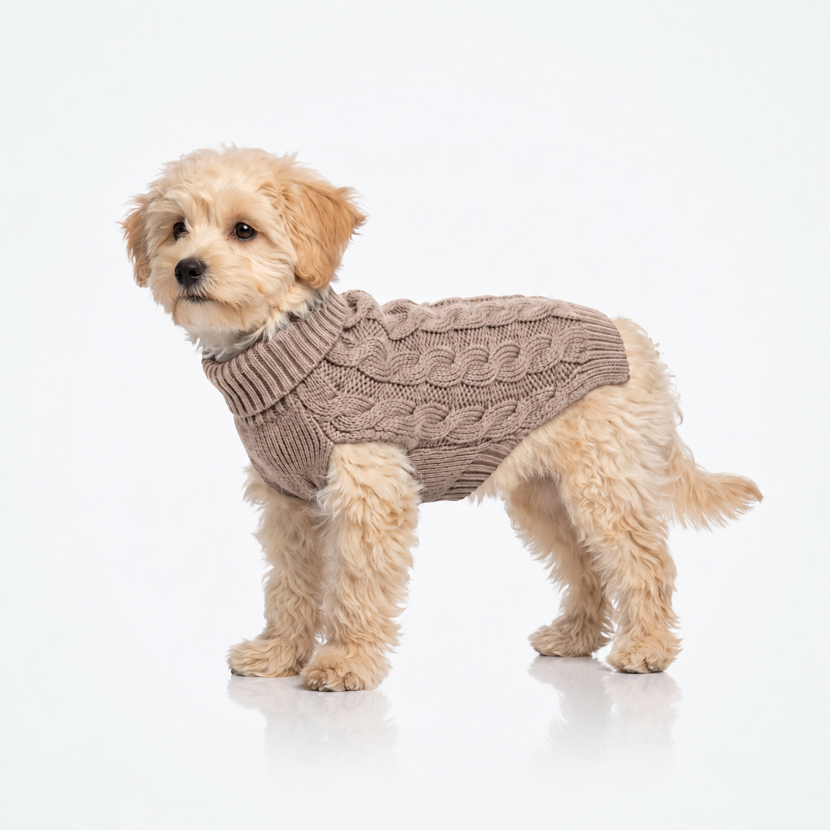 Gebreide hondentrui met col, ook voor kat in beige — kleine witte hond staand op witte achtergrond