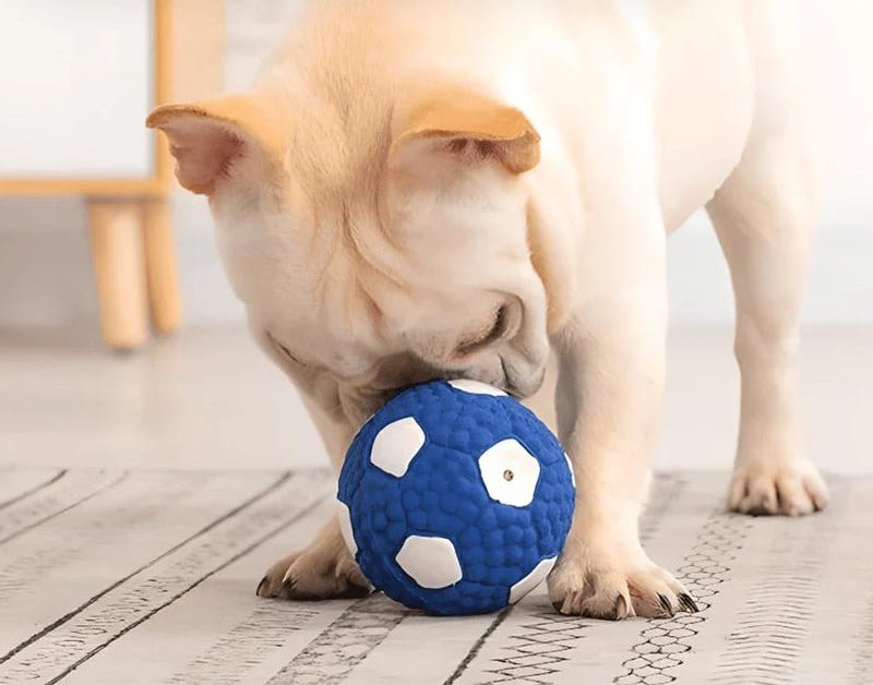 SplashBall drijvende hondenbal in gebruik — hond speelt met bal in water