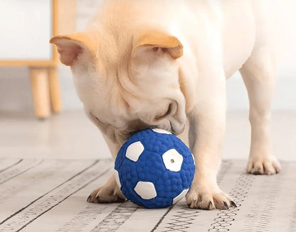 SplashBall drijvende hondenbal in gebruik — hond speelt met bal in water
