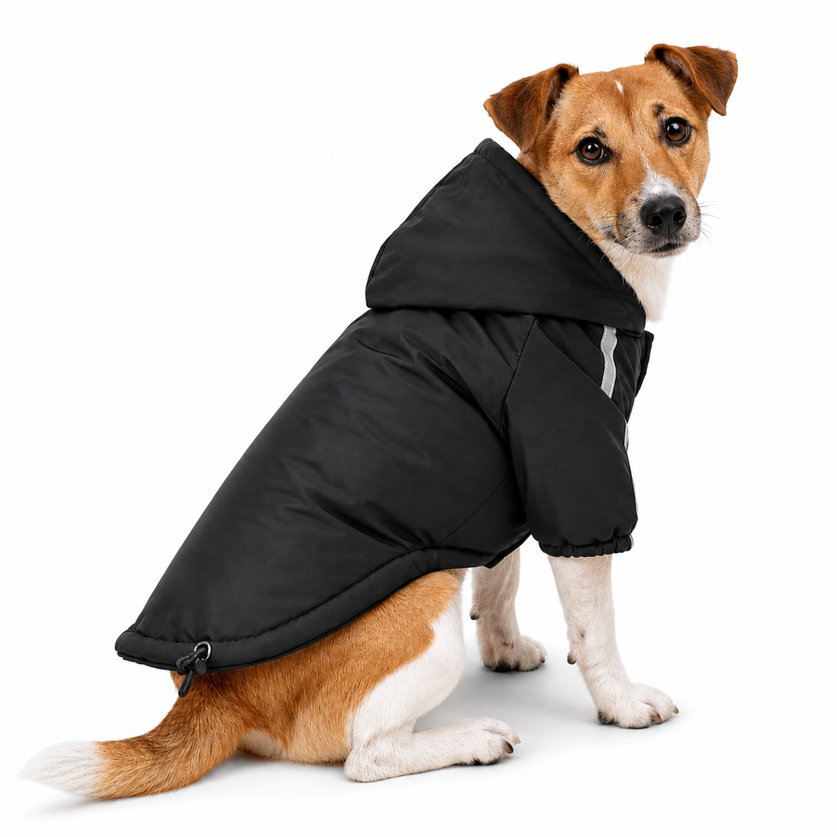 Hondenjas met capuchon in zwart met reflecterende streep — Jack Russell zittend op witte achtergrond