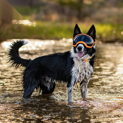 K9 Glasses hondenbril — all-weather sport- en zonnebril