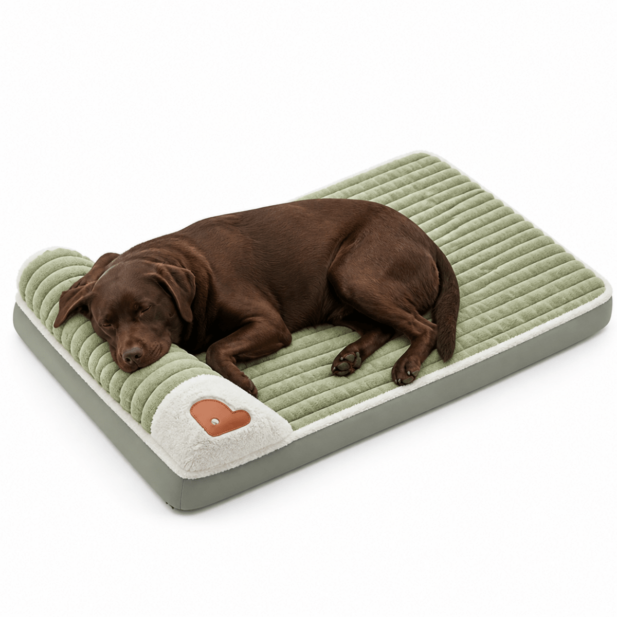Orthopedisch hondenbed in groen — chocolade Labrador slaapt op bed, witte achtergrond