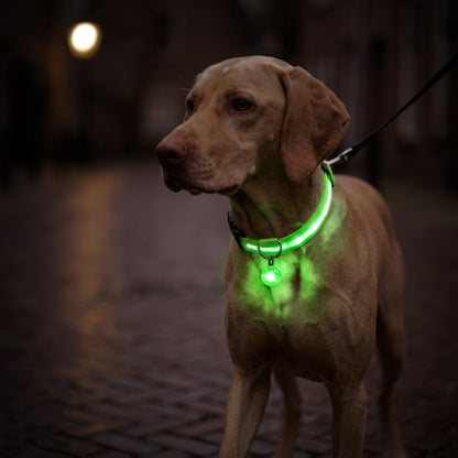 Vizsla met groene led halsband en oplichtende hanger tijdens een avondwandeling op straat, aangelijnd