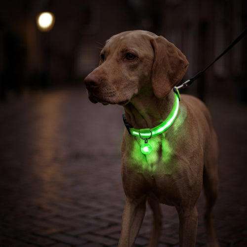 Vizsla met groene led halsband en oplichtende hanger tijdens een avondwandeling op straat, aangelijnd