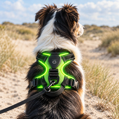 Australian Shepherd in de duinen met het oplaadbare lichtgevend hondentuig in groen, LED-verlichting aan, lijn aan de D-ring op de rug