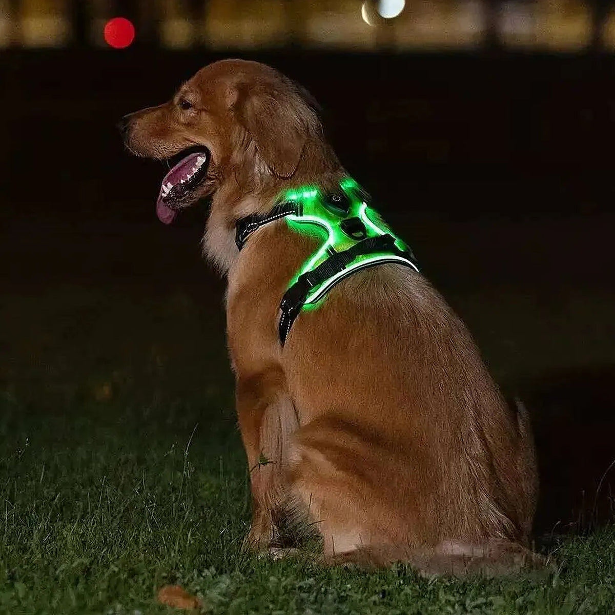 Oplaadbaar lichtgevend hondentuig — Golden Retriever zijwaarts zittend in het donker met groen LED-tuig aan
