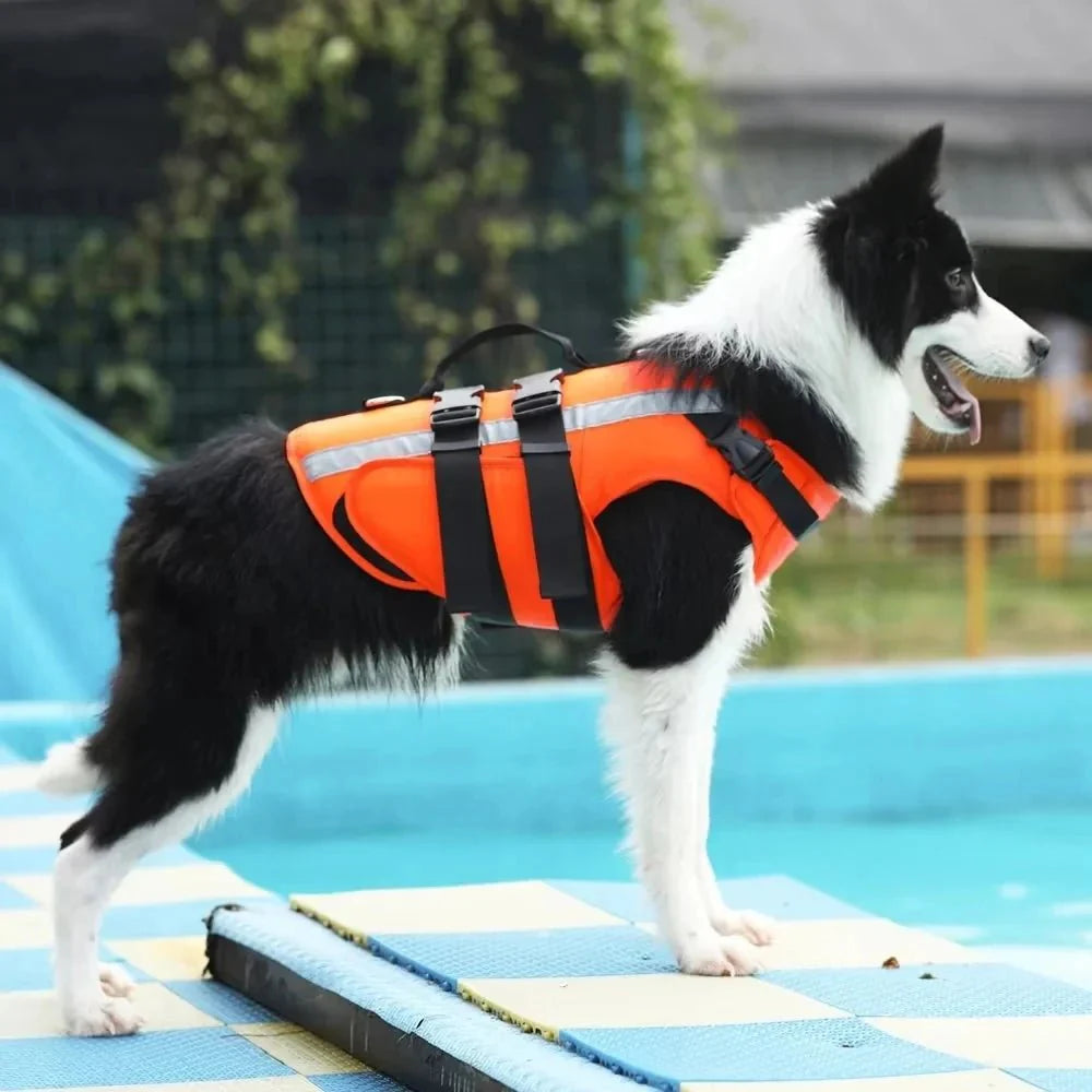 SwimSafe zwemvest hond in gebruik op het water — hond zwemt veilig