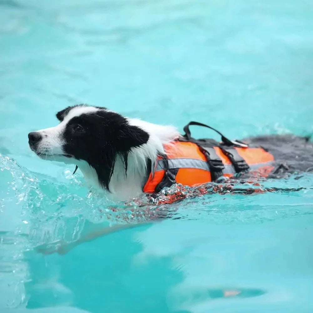 SwimSafe zwemvest hond zijaanzicht — handvat op de rug zichtbaar