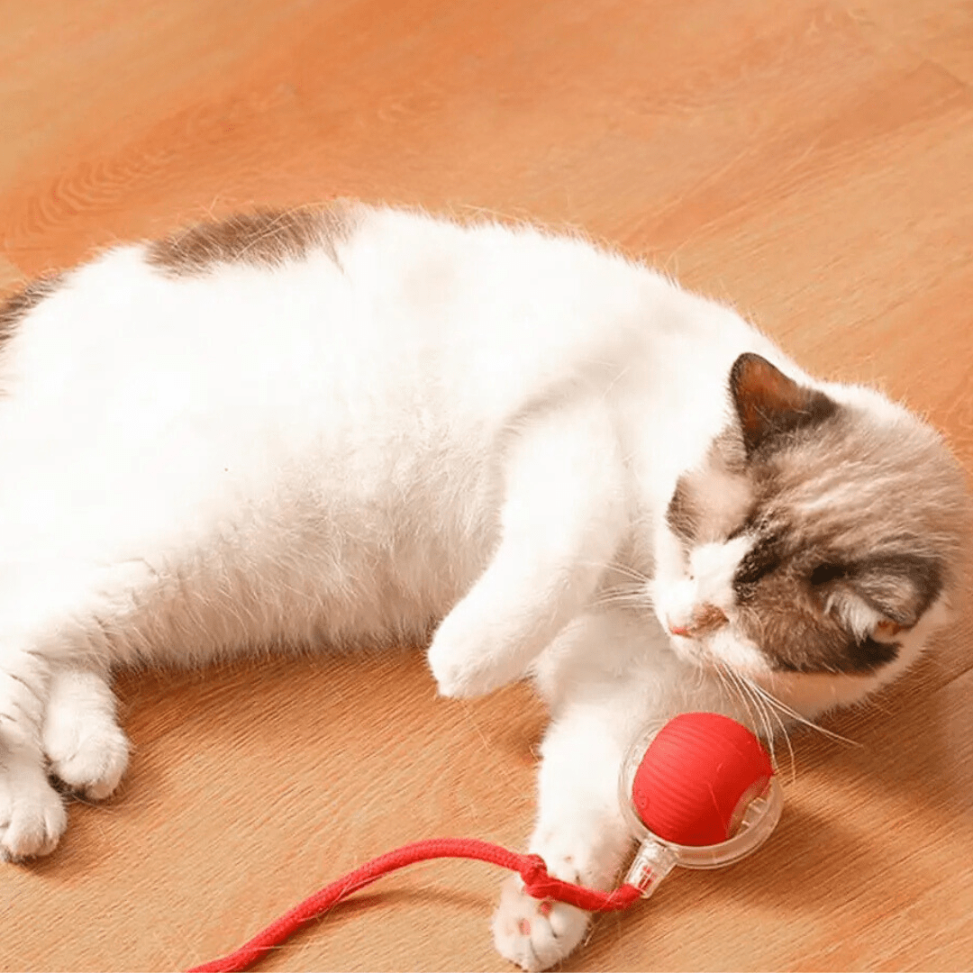 ChaseBall™ - De interactieve speelbal die verveling doorbreektMaison Pets5737856766887-V2Plushe / Grijs