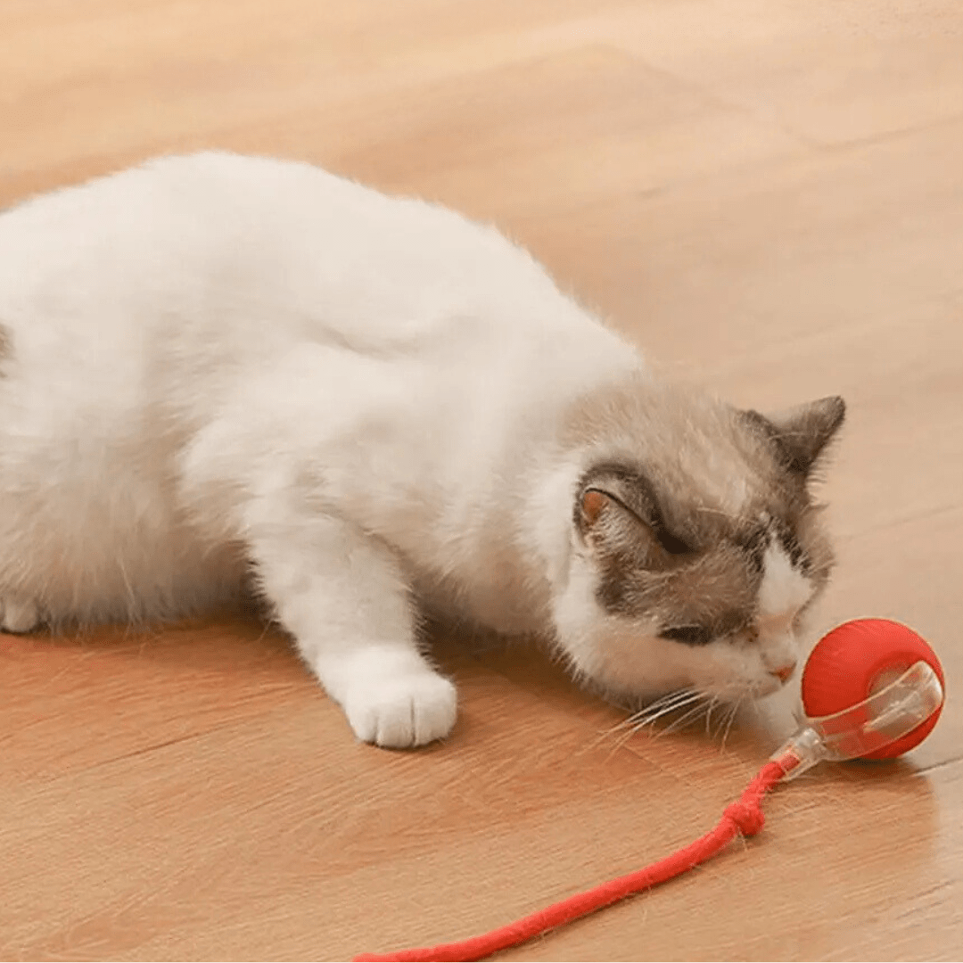 ChaseBall™ - De interactieve speelbal die verveling doorbreektMaison Pets5706614126875-V2Rood