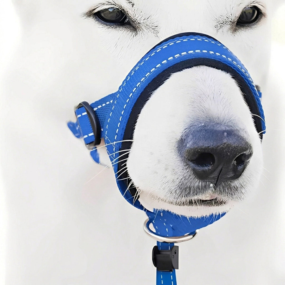Anti-trek hoofdharnas hond blauw — close-up zachte vulling neusband op snuit van witte hond