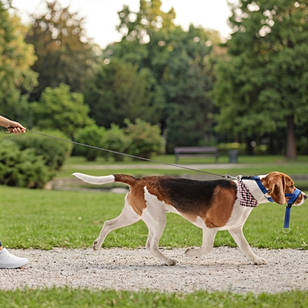 Anti-trek hoofdharnas hond blauw — Beagle aan lijn in park op gravel pad met groene achtergrond