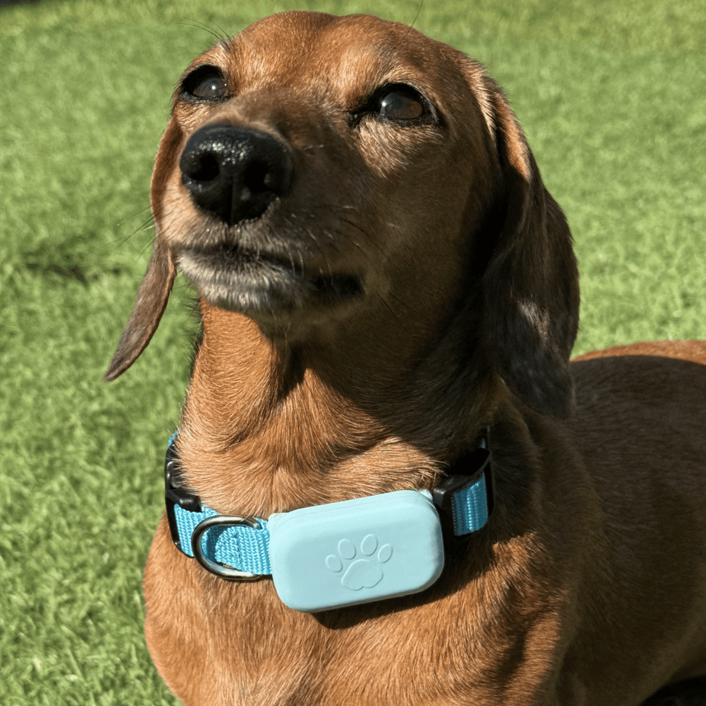 PetTrack GPS-tracker specificaties overzicht — afmeting gewicht batterijduur