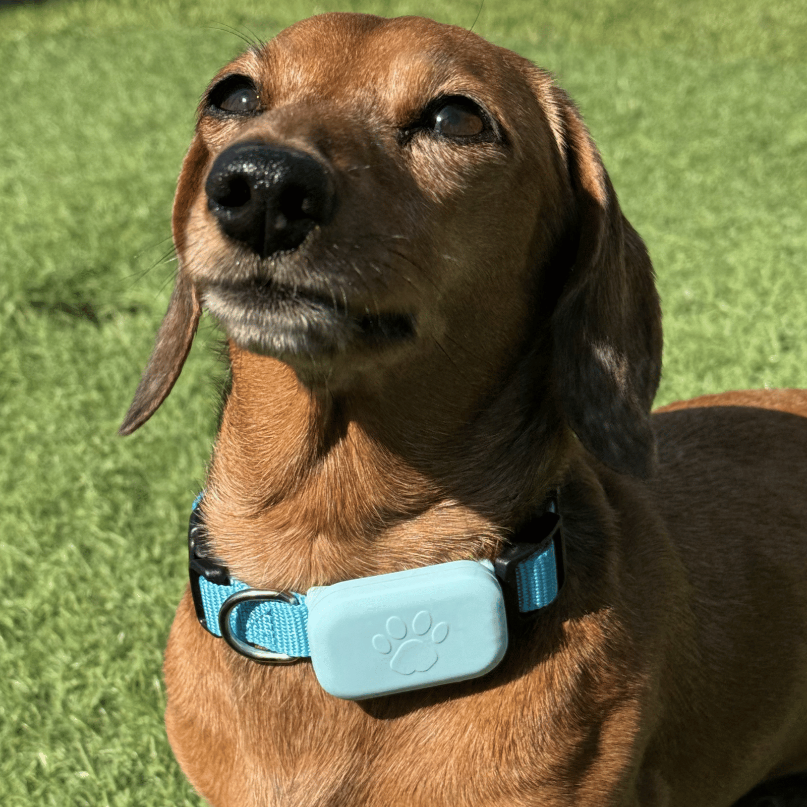 PetTrack GPS-tracker specificaties overzicht — afmeting gewicht batterijduur