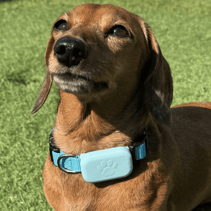 PetTrack GPS-tracker specificaties overzicht — afmeting gewicht batterijduur